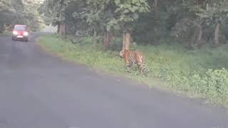 Yavatmal-Darwha Road Moring Tiger Seen In 12-10-2018