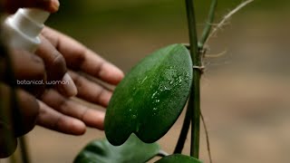 Heart shape trellis for my heart leaf Hoya- Hoya Kerrii plant care./botanical woman