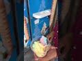 chandni chowk ke special ice cream 🍨❤️ explore icecream shorts