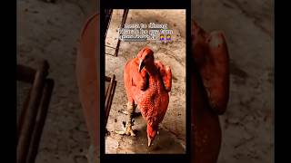 दो चेहरे वाली मुर्गियां Double face Hen | 2 chehray wali murghee #shorts #viralvideo #viral