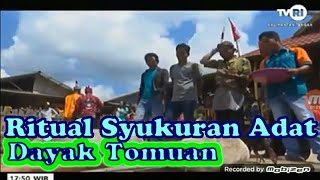 Ritual syukuran adat dayak tomuan