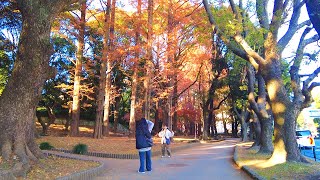 [4K]🇯🇵 Tokyo Walk - Zojoji Temple \u0026 Shiba Park on New Year's Eve - Dec. 2024