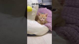 톰의 작은 하루 ❤️ #새끼고양이 #길고양이 #고양이일상 #고양이브이로그 #cat #고양이 #cute #고양이영상 #집사 #kitten #귀여운고양이