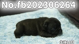 フレンチブルドッグの子犬販売 No.fb202306264 静岡県浜松市のブリーダー 2023年6月26日生  7月10日現在