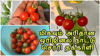 அம்மா வீட்டில் மிகவும் அரிதான ஒரிஜினல் நாட்டு செர்ரி தக்காளி /Country value Red cherry Tomato