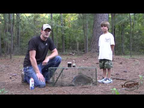 Raccoon Trapping Using A Live Animal Trap Raccoon Trapping Using A Live Animal Trap
