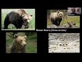 Science Division Live: Colorado's Last Grizzly Bear