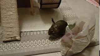 Degu Rosaline stealing treats