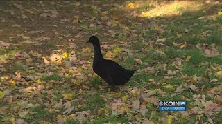 Craigslist scammer targets family’s missing duck