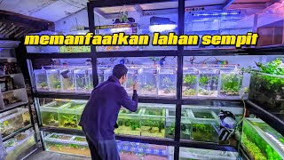 AQUILA AQUASCAPE & AQUARIUM - Review toko ikan hias milik sendiri