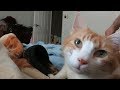 Cat Meows With His Dad