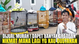 NIKMAT MANA LAGI YANG KAU DUSTAKAN ! BELI BURUNG DAPAT BANYAK GRATISAN ! BOWO MURAI JELAMBAR