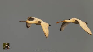 RSPB Titchwell Marsh Island hide by \