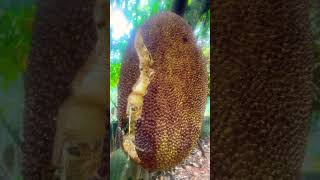 இந்த வருட கடைசி அறுவடை🌾Harvesting Huge Jackfruit From My Garden #shorts #harvest