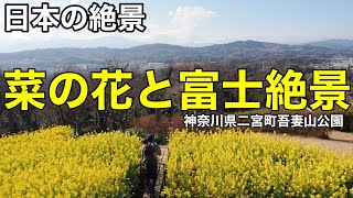 【日本の絶景】人生で一度は行ってほしい菜の花と富士絶景/吾妻山公園/2024年版