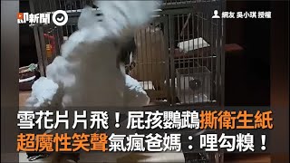 雪花片片飛！屁孩鸚鵡撕衛生紙 超魔性笑聲氣瘋爸媽：哩勾糗！