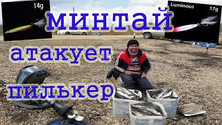 Минтай атакует пилькер. Рыбалка на море в бухте Авангард Ливадия.  Приморский край .