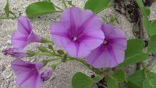 グンバイヒルガオ（ヒルガオ科）  Ipomoea pescaprae　2024年4月　沖縄本島