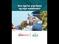 Ano nga ba ang itsura ng mga malabanos? | Born to be Wild