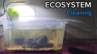 Cleaning ECOSYSTEM SETUP | NEW FISH | GUPPIES | WILD FISH #aquarium