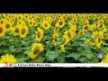 sunflower fields gundlupet sunflower garden gundlupet marigold flower fields gundlupete