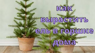 Как вырастить ель в горшке дома.