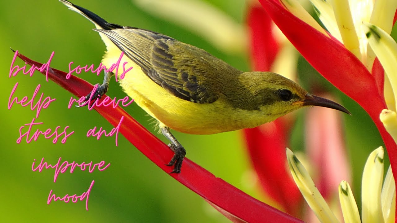 Relaxing Bird Songs Relaxing Music Tropical Ambience Forest Nature