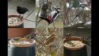 庭にやってくる野鳥たち、Wildvögel im Garten