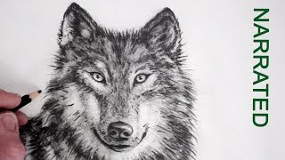 How to Draw a Realistic Wolf: Narrated