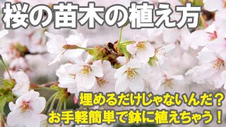 桜の苗木の植え付け方 鉢植えで育てる桜！お手軽カンタン！初心者でもすぐできる！