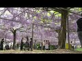 まるで花のシャワー！和気公園のフジの花が見ごろ mbcニューズナウ 2024年4月16日放送