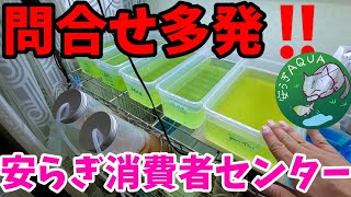 問合せ多発‼️メダカが死んで到着⁉️ヤフオク.ネットで品種改良めだかを購入しましたが★です。どうしたらいいですか？？【死着保証の有無】必ず契約内容及び商品説明欄のご確認を！安らぎAQUAちゃんねる