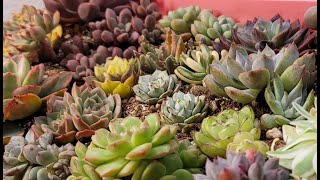 Unboxing Korean Succulents #succulent #korean