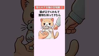 【猫の豆知識50選①】知られざる猫の秘密と本能的な行動をノンストップで大公開！ #猫 #雑学 #豆知識