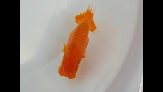 【田中氏】飼い込みお勧めフンタン更紗らんちゅう　当歳魚　 　約15ｃｍ　オス？