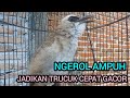 kicau burung TRUCUKAN GACOR bisa membuat agar TRUCUK LAIN cepat bunyi langsung nyaut gacor