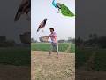 January 22, 2023 birds catching vs cat & dog - Funny vfx magic video