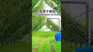 Y型李子果园||Y-shaped plum orchard