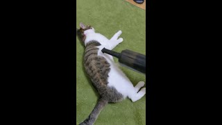 【検証】猫は本当に掃除機が苦手なのか？　Are cats not good at vacuuming?