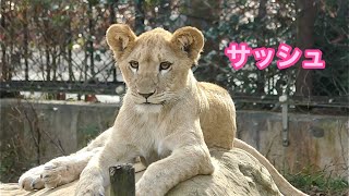 おすましサッシュちゃんです【とくしま動物園】