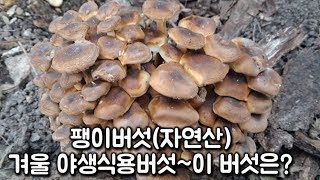 팽나무버섯 팽이버섯 버섯산행 야생식용버섯