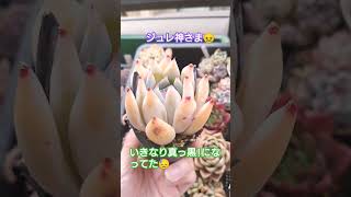 【多肉植物】【トラブル多肉】季節の変わり目は要注意！！意外とジュレる気がする🤔#ベランダ多肉 #succulent #shorts