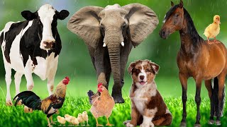 Wild Animal Sounds In Nature: Elephant, Rooster, Cow, Horse, Dog, Hen, Duck,...