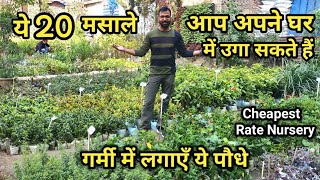 ये 20 मसालों के पौधे आप अपने घर में उगा सकते हैं | Indian Spices Plants, Summer Plants