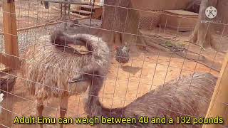 Emu Information care guide