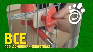 Поилки Для Собак. Все О Домашних Животных