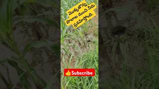 |  మొక్కజొన్న పంట కాలం || మొక్కజొన్న పొలాలు జలు | #farming #agriculture #urbanfarming.