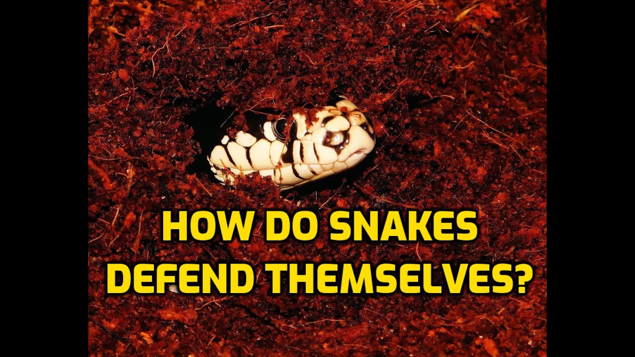 How Do Snakes Defend Themselves? - YouTube