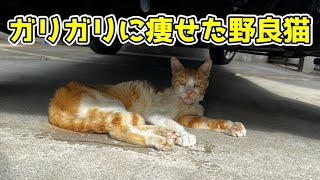 ガリガリの野良猫