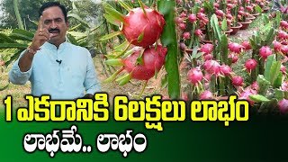 Profits Of Cultivating Dragon Fruit || Dragon Fruit Farming || SumanTV Rythu